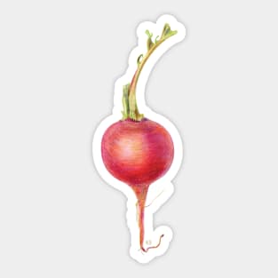 Beautiful Radish Vegetable Sticker